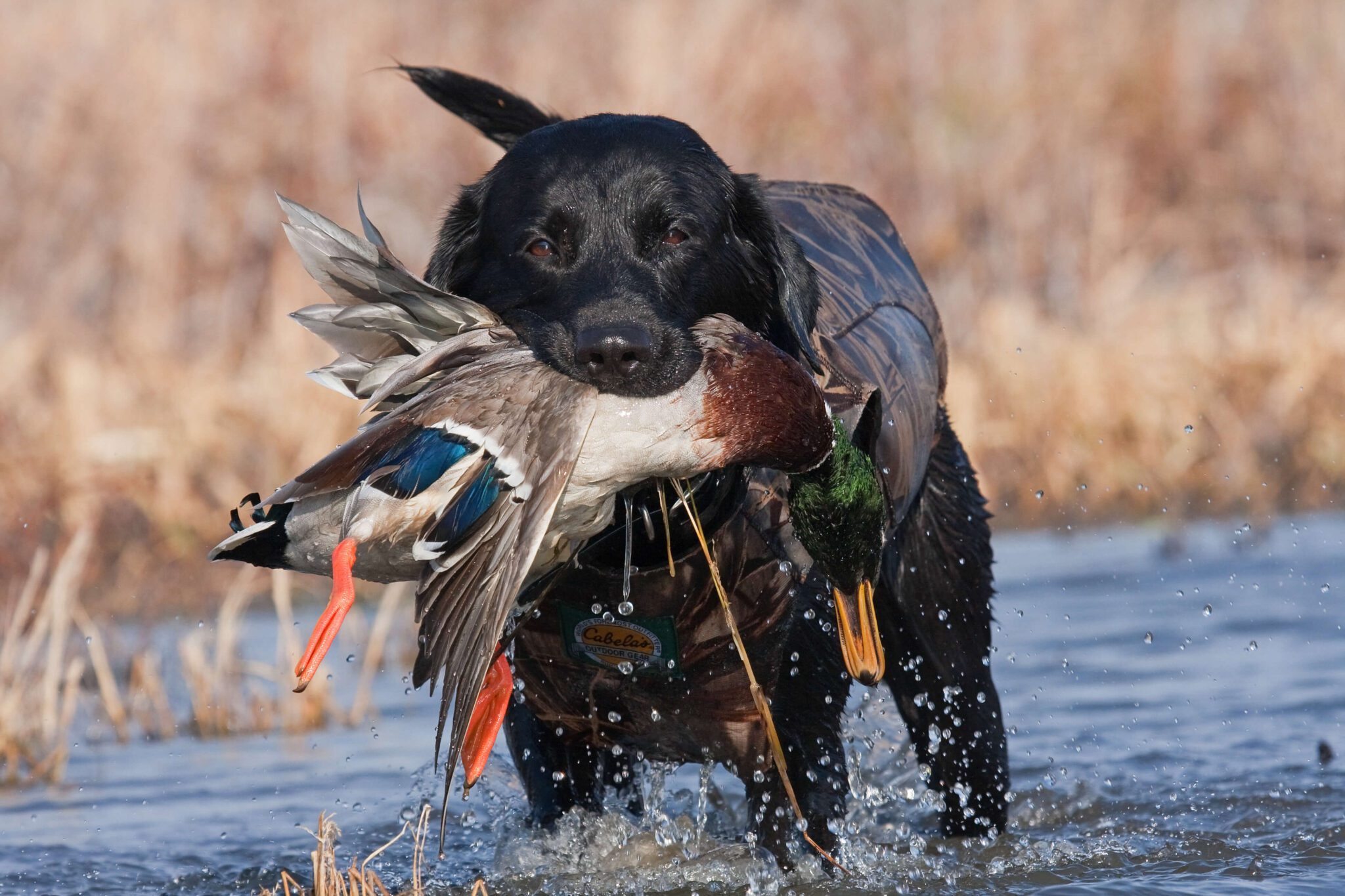 Quack Attack 10 Best Waterfowl Hunting Dogs