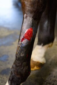 horse with proud flesh