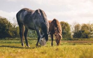 horse wound care
