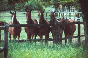 horses with proud flesh