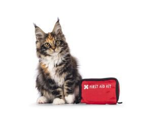 cat wound care first aid