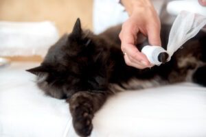 treatment for cat wounds