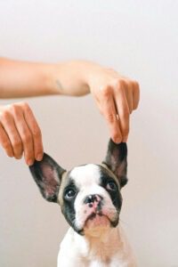 dog-ear-cleaning-guide