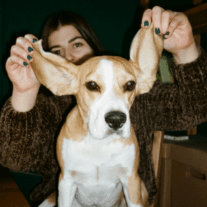 how to remove dog ear wax