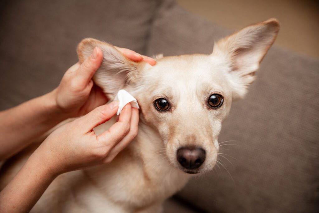 removing-dog-ear-wax