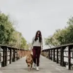 dog-training-for-reactive-dogs