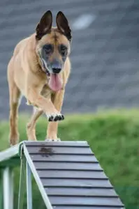 dog-training-for-reactive-dogs-agility-training